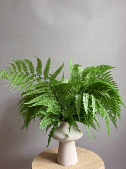 Папоротник кочедыжник зеленый