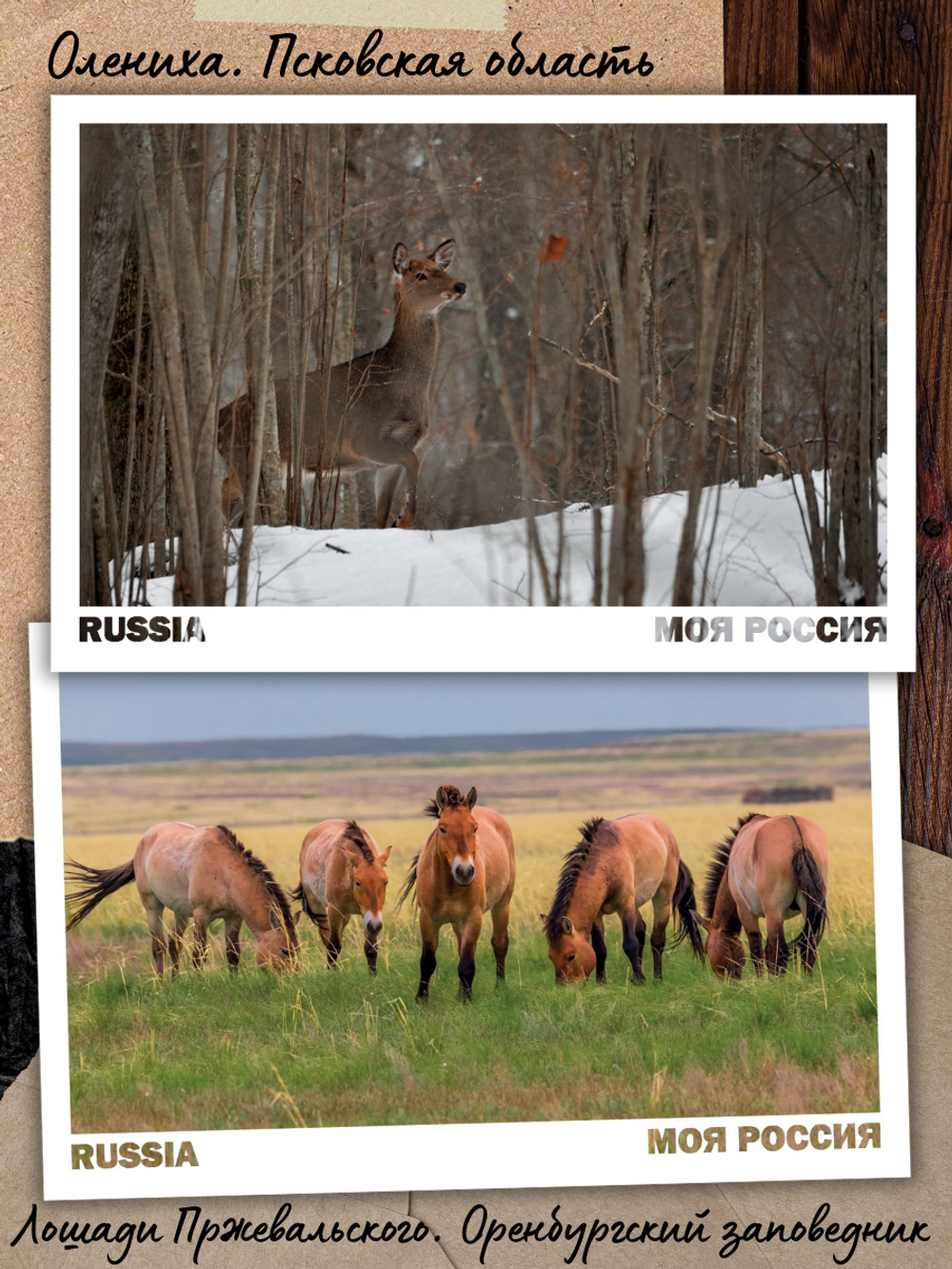 Моя Россия. Звери