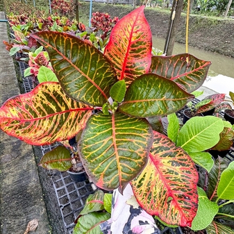 Рекомендации по предзаказу КРОТОНЫ ИНДОНЕЗИЯ