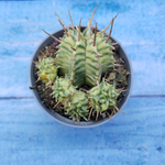 Euphorbia meloformis f. Variegated (Эуфорбия вариегатная)