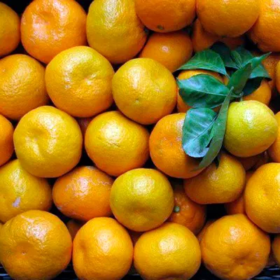 Сорт мандарина Хани
