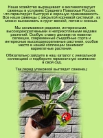 Хоста Карин пестролистная многолетняя
