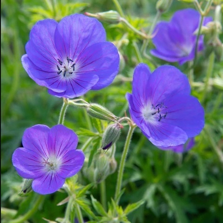 Герань "Brookside". Geranium "Brookside".