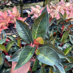 Аглаонема BLACK TIARA