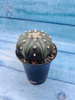 Astrophytum Asterias (Астрофитум)