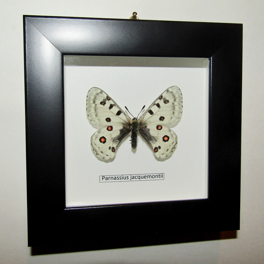 Бабочка Parnassius jacquemontii в рамке