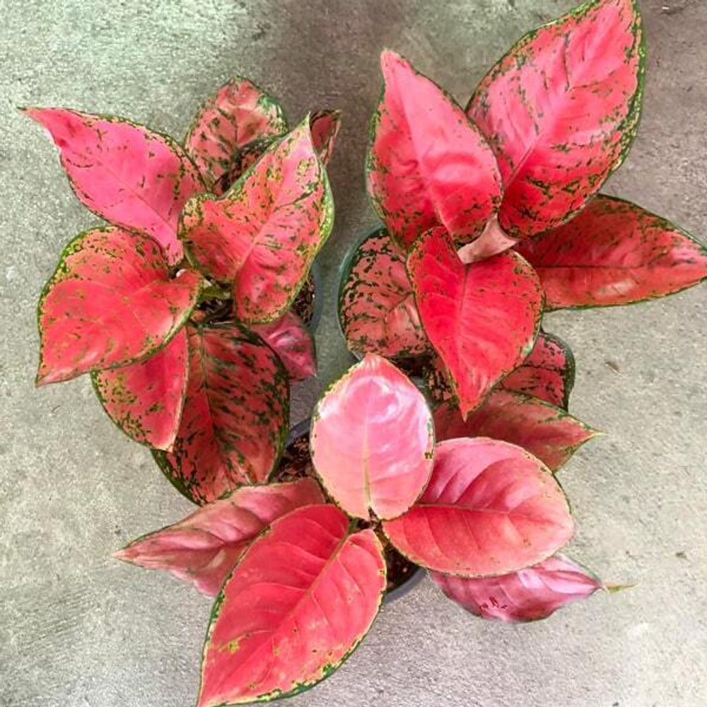 Аглаонема RED VENUS