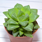 Haworthia Cymbiformis hybride (Хавортия)