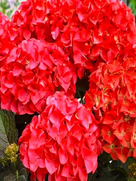 Hot Red / Хот Рэд (Стандарт поставки Р9)2025г.