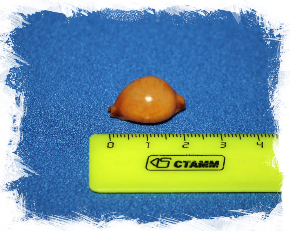 Пустулария бистринотата (Pustularia bistrinotata)