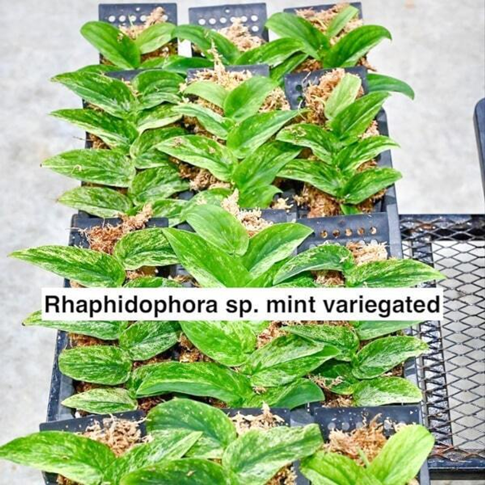 Рафидофора MINT VAR