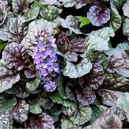 Аюга Black Scallop