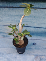 Adenium Baobab (Адениум)