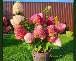 Гортензия метельчатая Пинк энд Роуз- Розовый и Роза (Hydrangea paniculata `Pink and Rose`)