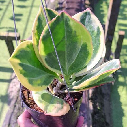 Хойя PACHYCLADA ALBOMARGINATA