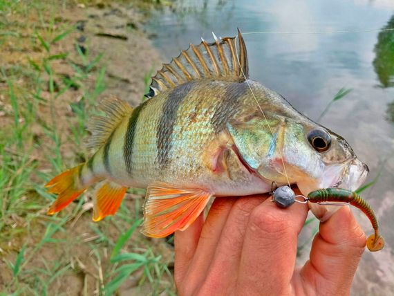 Виброхвосты съедобные LJ Pro Series TIOGA 3.9in (10 см), цв. 085, 5 шт.