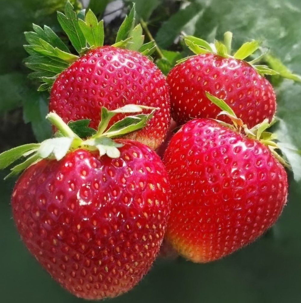 Земляника Сенсация