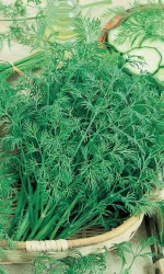 Семена Укроп Кибрай 2гр (УД) Е/П