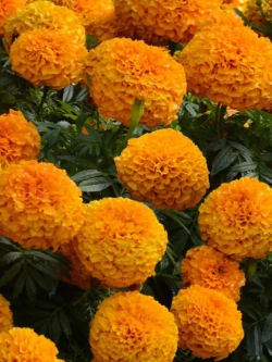 Семена цветов бархатцев Марвел F1 оранжевые 5 шт