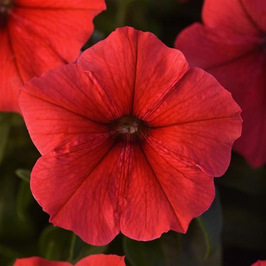 S6097 Петуния кустовая Multiflora MIRAGE RED 100 шт.