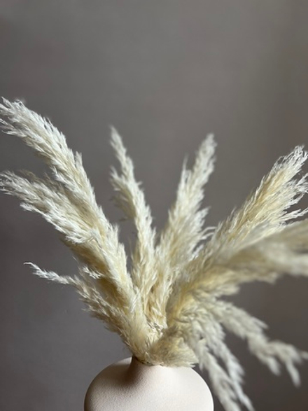 Тростник белый