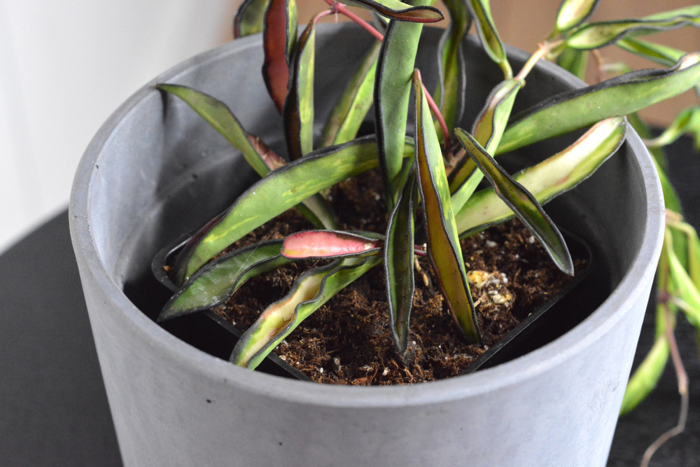 Хойя Вайети Триколор / Hoya Wayetii Tricolor