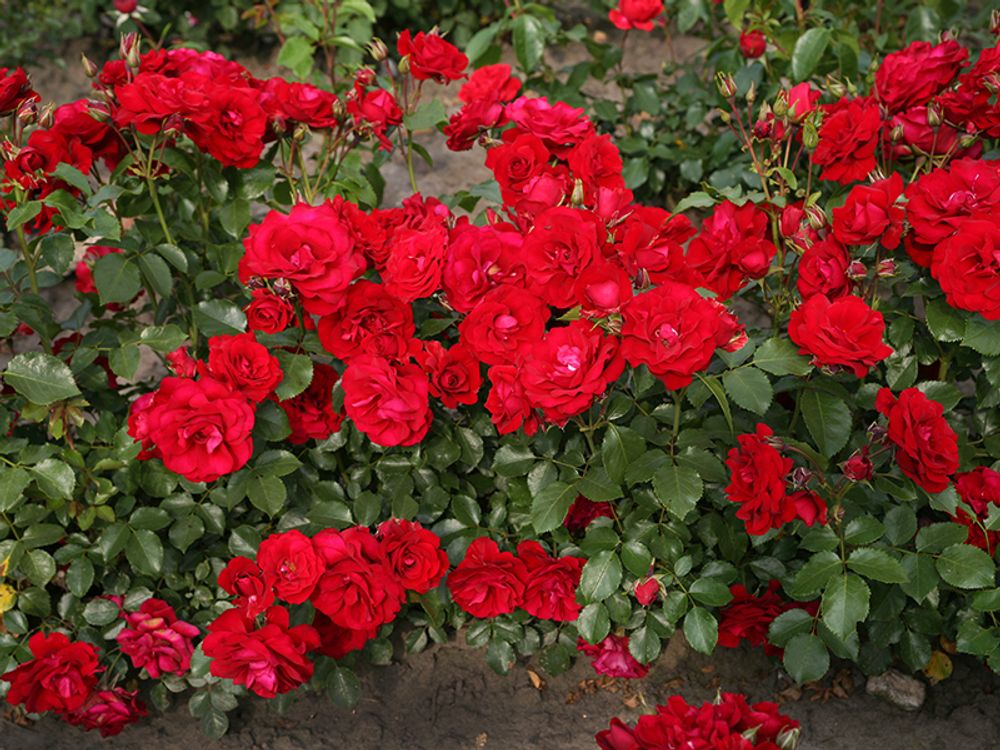 Ротер Драхе (Roter Drache)