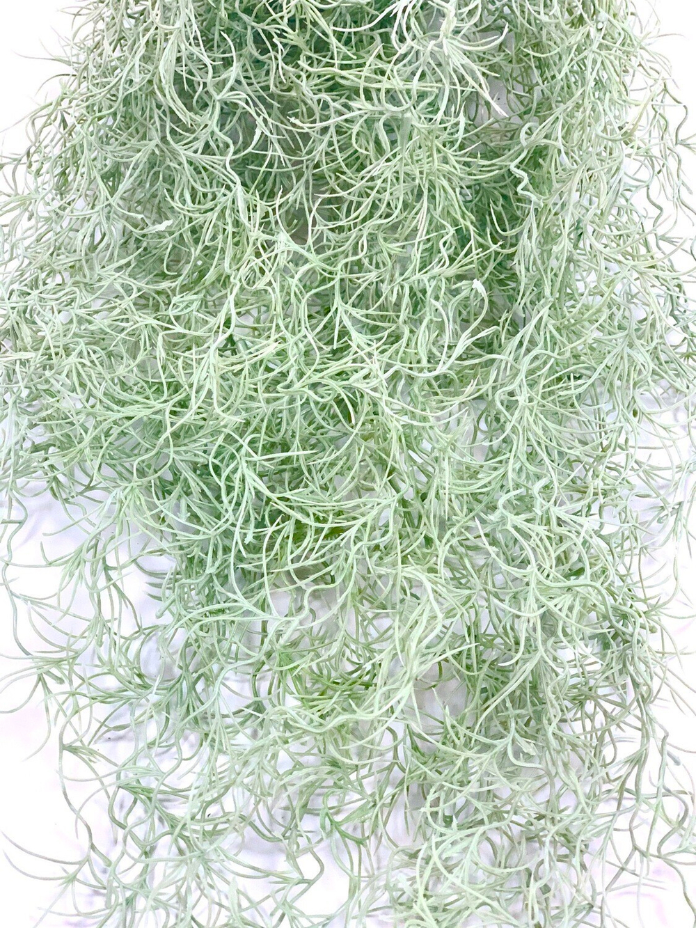 Тилландсия ампельная 65 см.