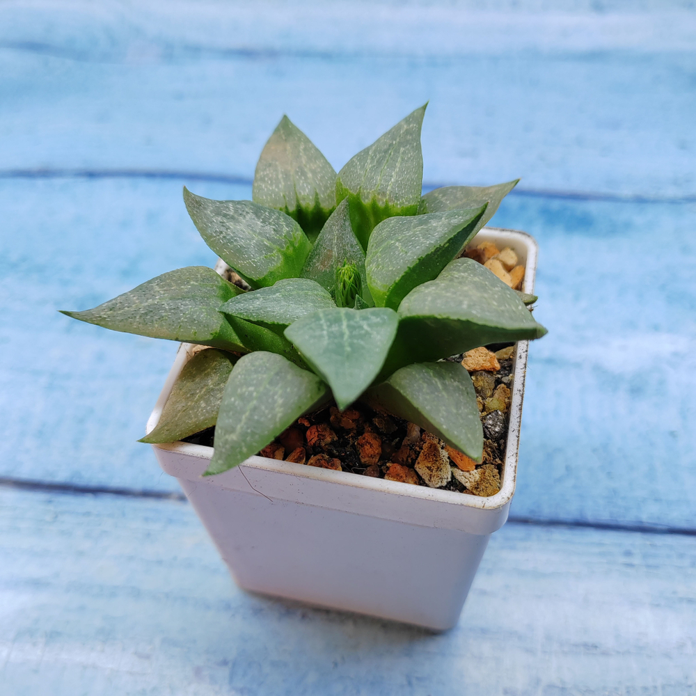Haworthia Comptoniana Hybride hybrid (Хавортия)