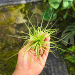 Тилландсия Warren (funckiana x bracycaulos) R (T13)
