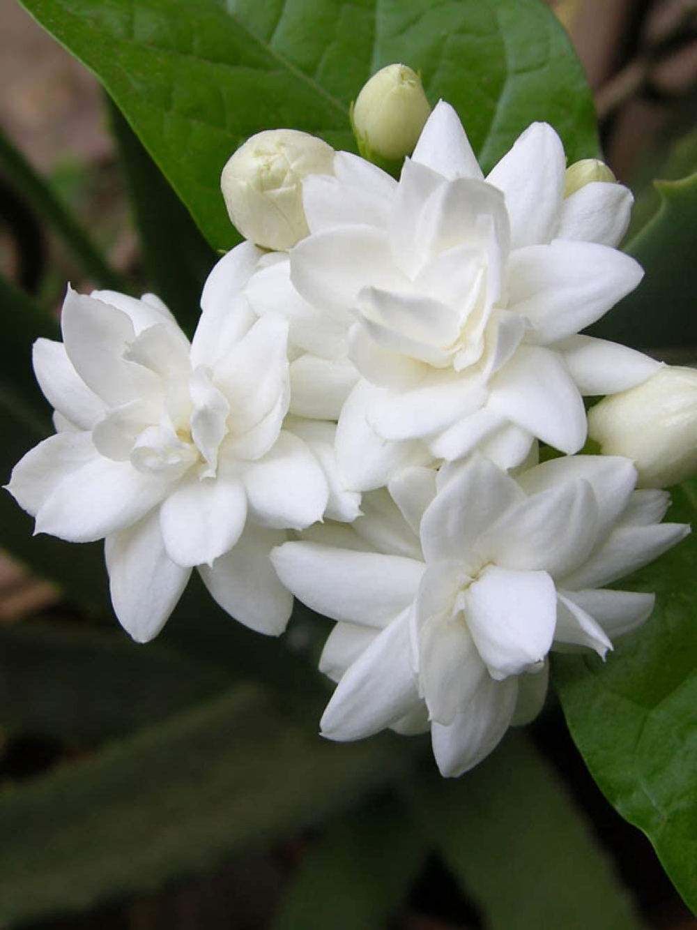 JASMINE SAMBAC ABS P&N / ЖАСМИН САМБАК ABS натуральный CAS 91770-14-8