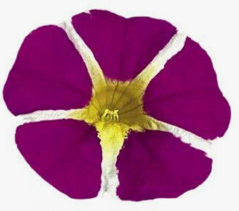 ЕВРО Калибрахоа Mini Famous Rave Mangenta Island укорененный черенок ОКС