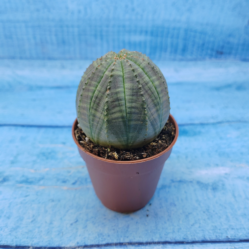 Euphorbia Obesa (Эуфорбия)