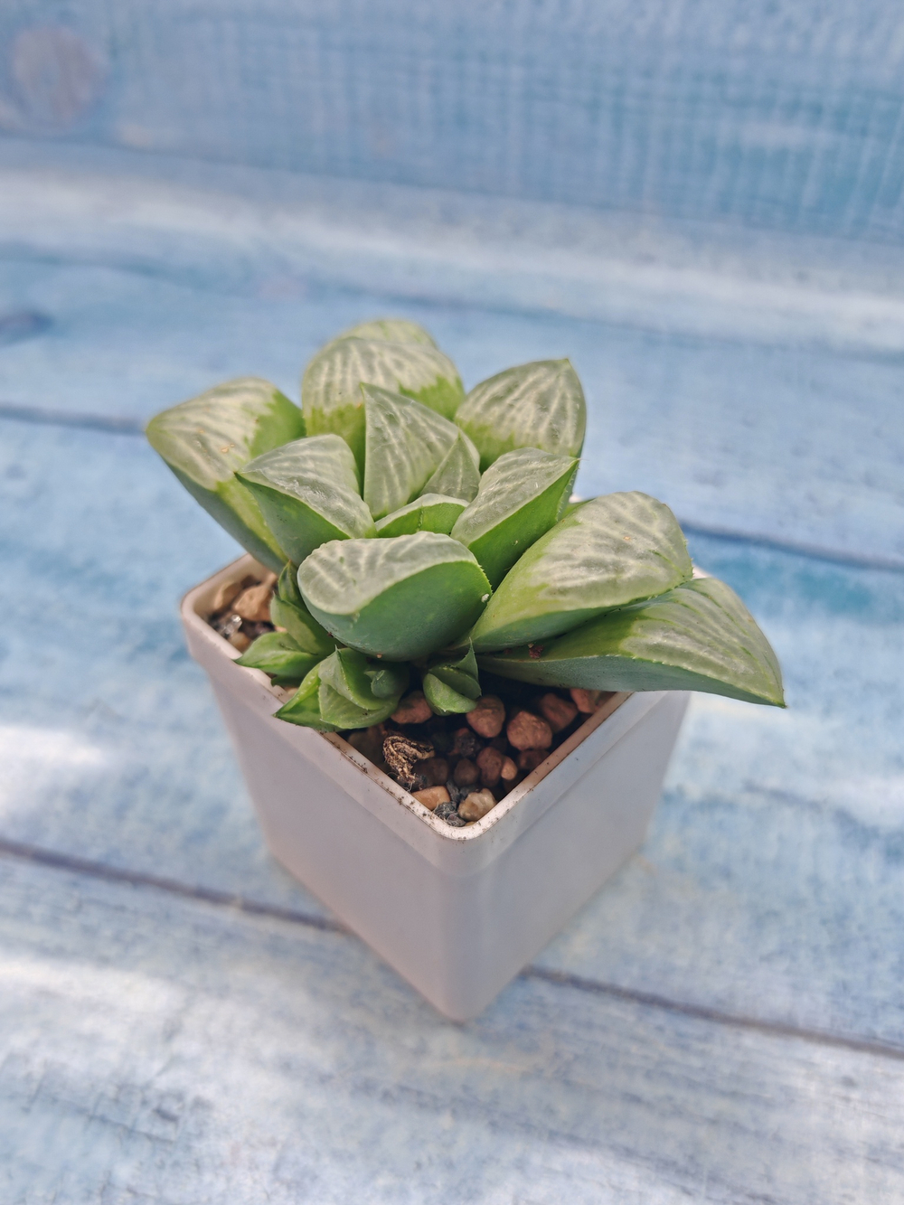 Haworthia Mutica Bykua (Хавортия)
