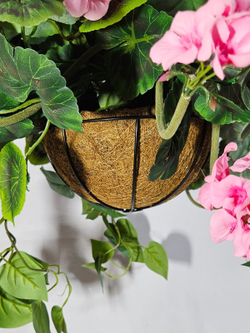 Пеларгония ампельная 4 куста розовая 65см в коковите на цепочках