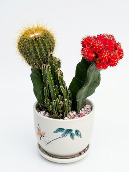 Кактус Echinopsis д. 11