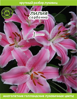 Лилия Луковица, Сорбонна, 1 шт