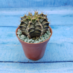 Gymnocalycium Friedrichii (Гимнокалициум)