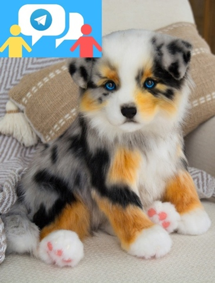 Набop "Аусси" с поддержкой куратора (чат 2 месяца)