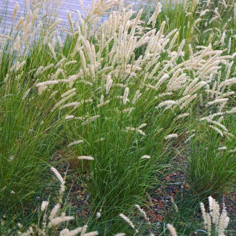 Перловник реснитчатый. Melica ciliata.