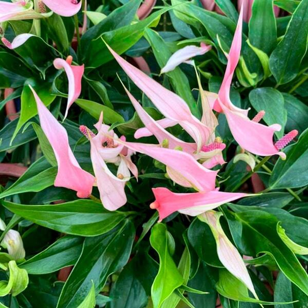 Антуриум Андрэ LILLI