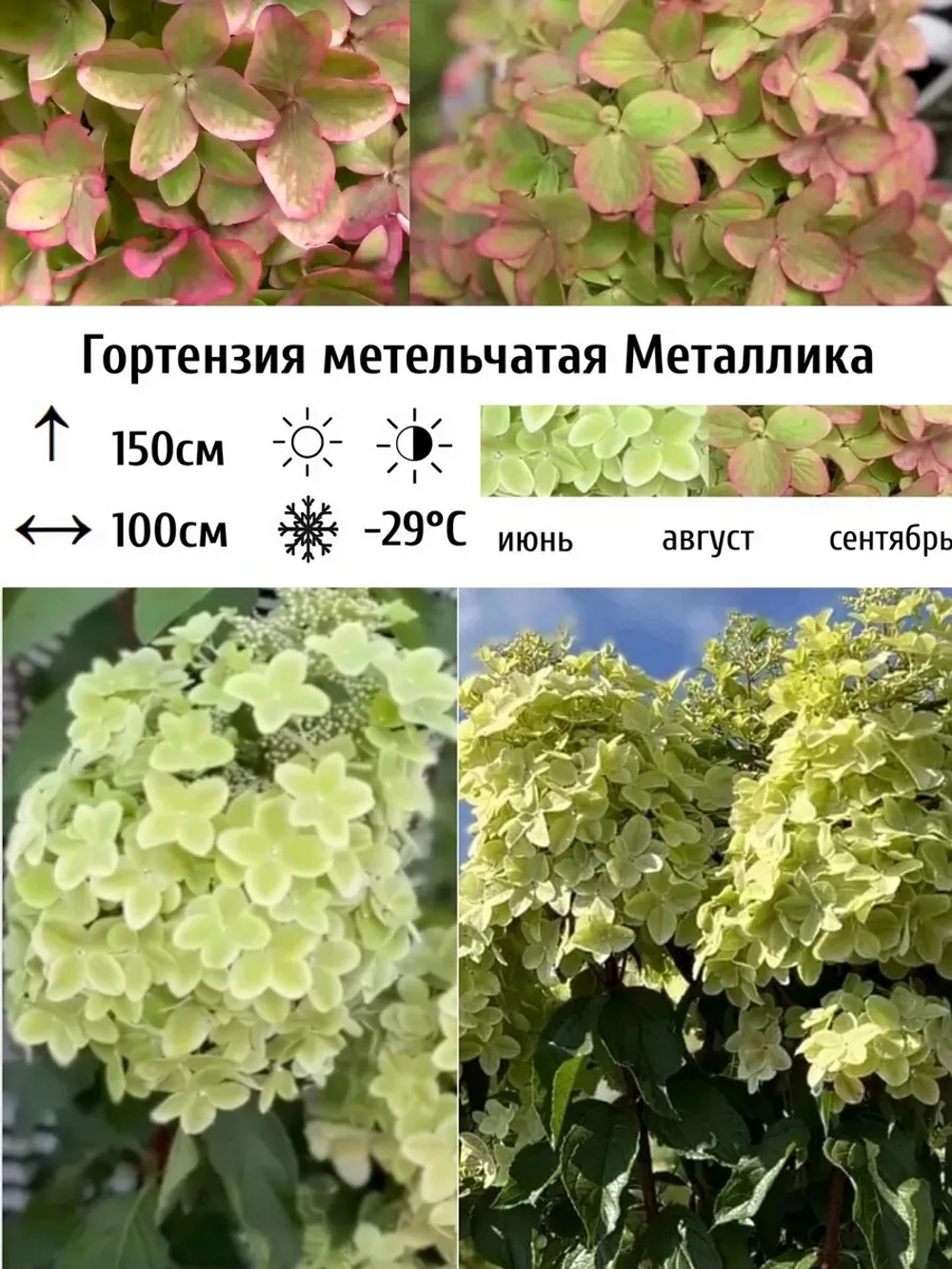 Металлика гортензия метельчатая