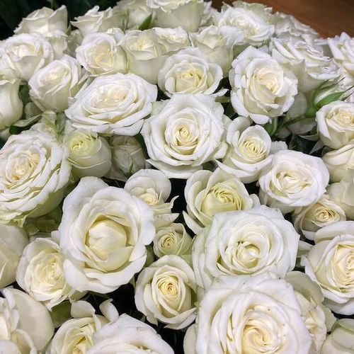 Кустовая роза Лирика. Цветы поштучно 008 Chalet Green