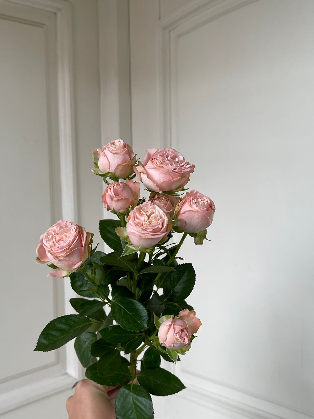 Пионовидная кустовая роза сорт БОМБАСТИК