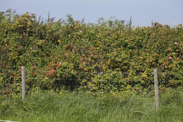 Защита сада от ветра: как живая изгородь из плодовых кустарников спасает урожай в Сибири Защита сада от ветра: как живая изгородь из плодовых кустарников спасает урожай в Сибири
