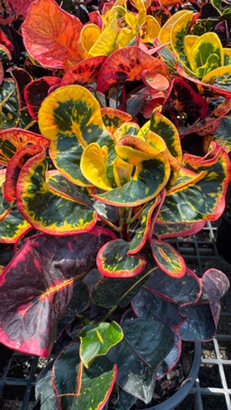 Прогулка по ферме кротонов в Таиланде. Октябрь 2025