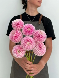 Георгин Marshmellow Baby (корень) Закупка М55 апрель 2026