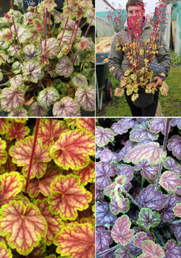 Гейхера Ван Гог