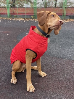 Жилет для собак мелких средних крупных пород