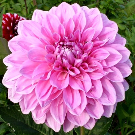 Георгина Лавендер Перфекшн декоративная